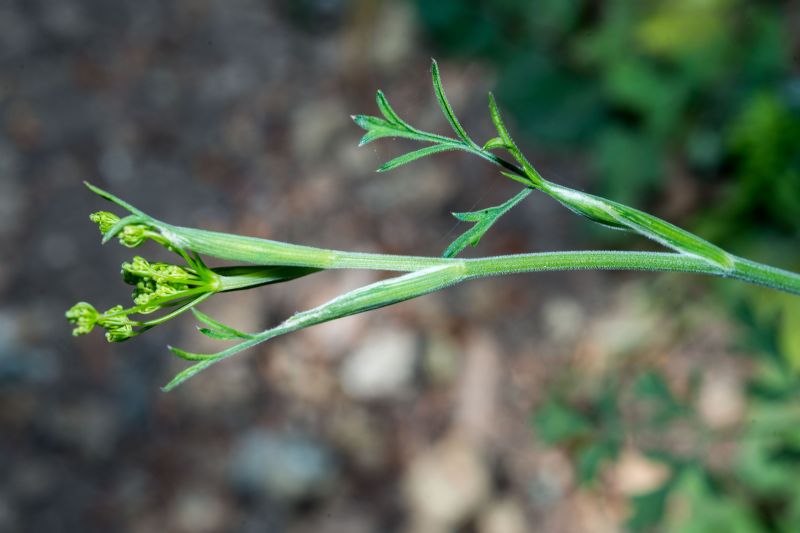 Pimpinella ?